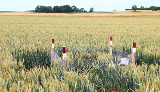 Un cage en grillage, tenue par 4 piquets bien visibles, prot&egrave;ge un nid de busard dans un champ de c&eacute;r&eacute;ales, avant la moisson..